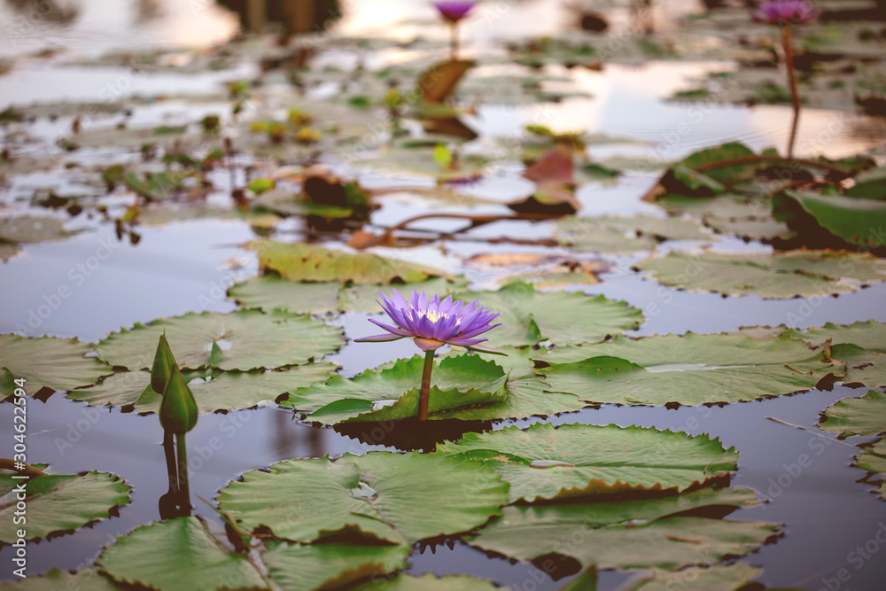 beautiful purple lotus , water lily flower in pond 