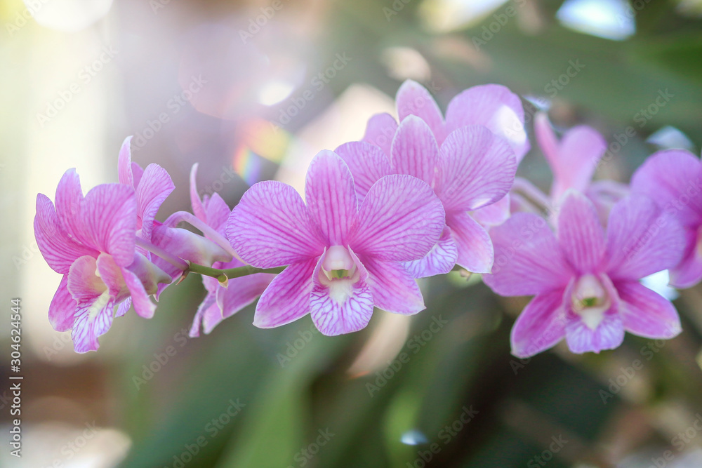 自然界粉红兰花开花植物特写