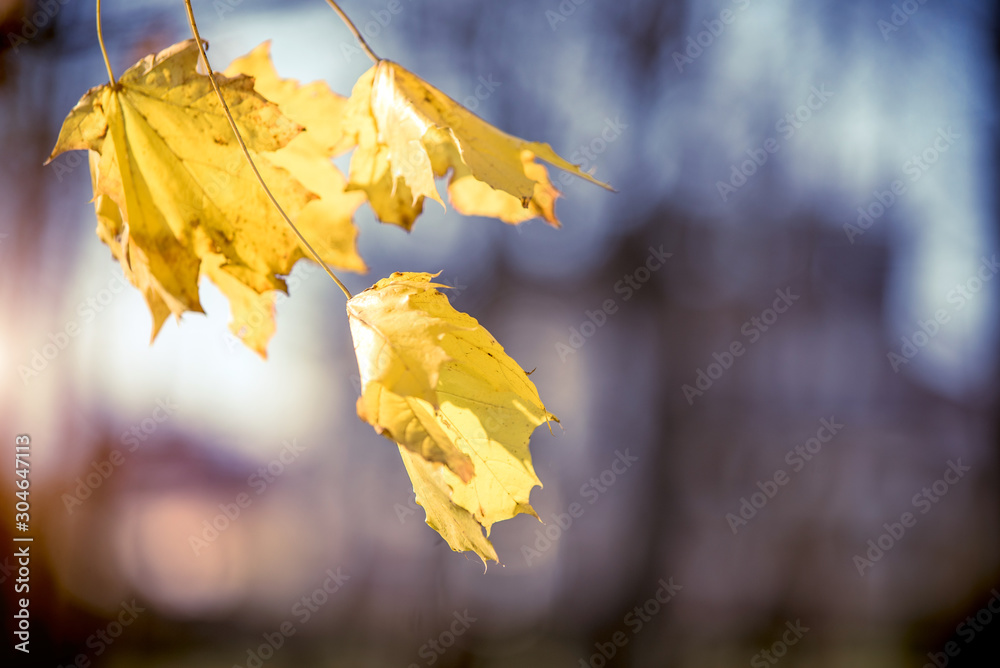 Autumn background-yellow maple leaves in the city Park