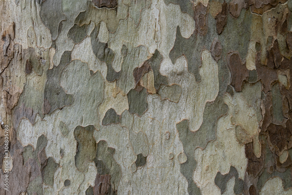 A tree with a camouflage look