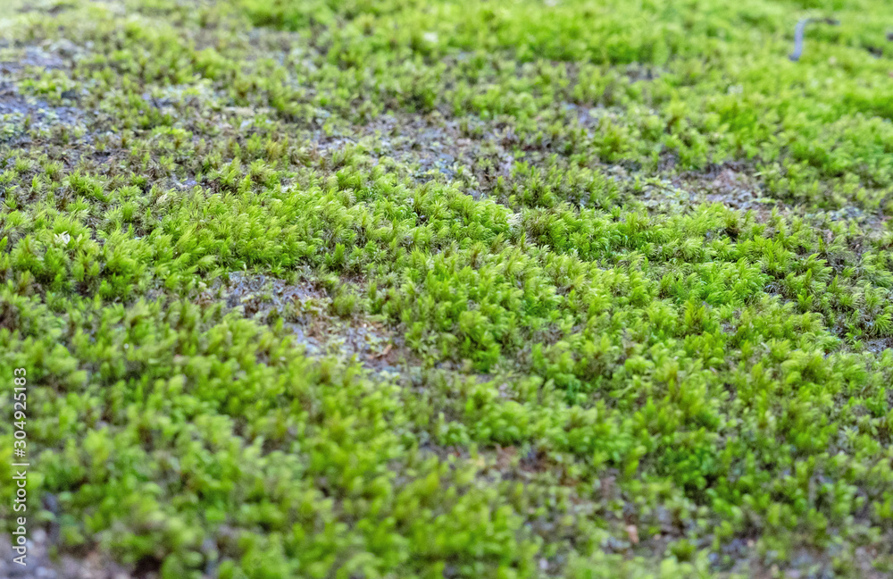 many green moss or algae cover on the rock in the park.