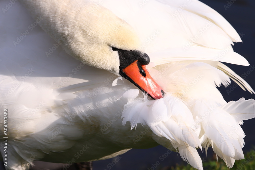 Les oiseaux du lac Léman et réserve naturelle