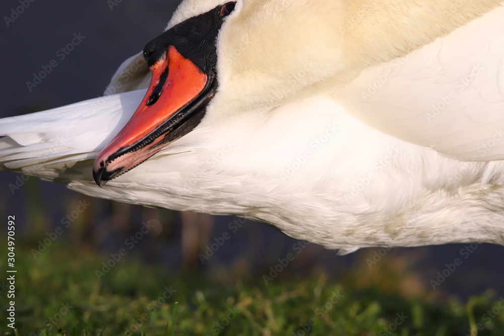 Les oiseaux du lac Léman et réserve naturelle