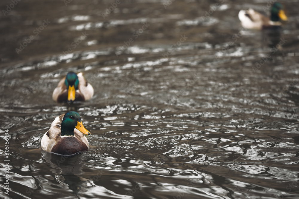 Cute ducks swimming in pond outdoors