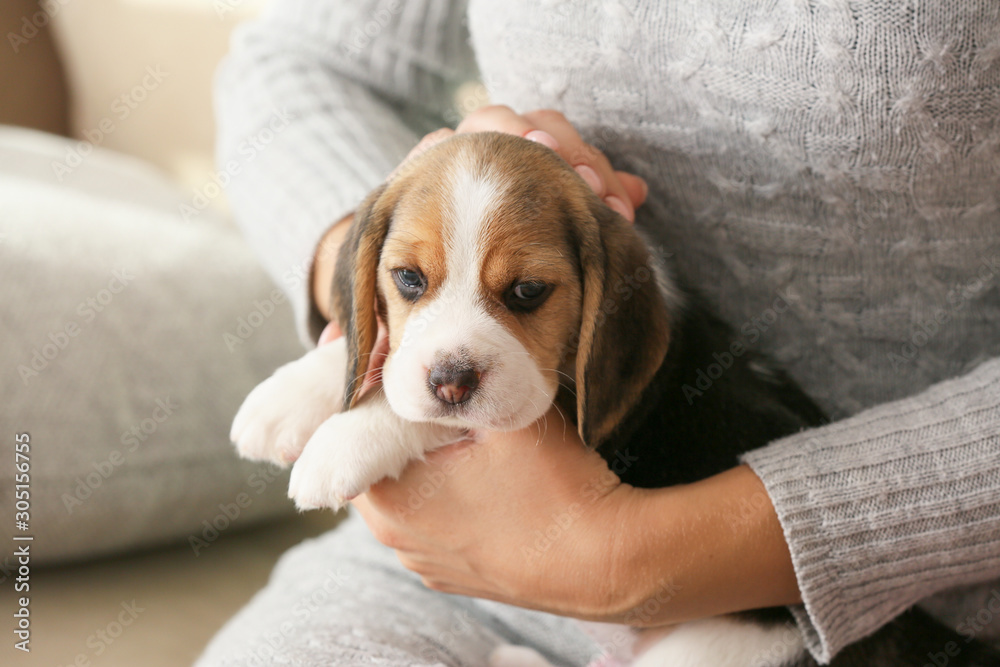 主人家里有一只可爱的小猎犬