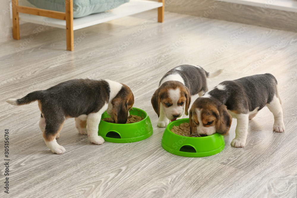 Cute beagle puppies eating food from bowls at home