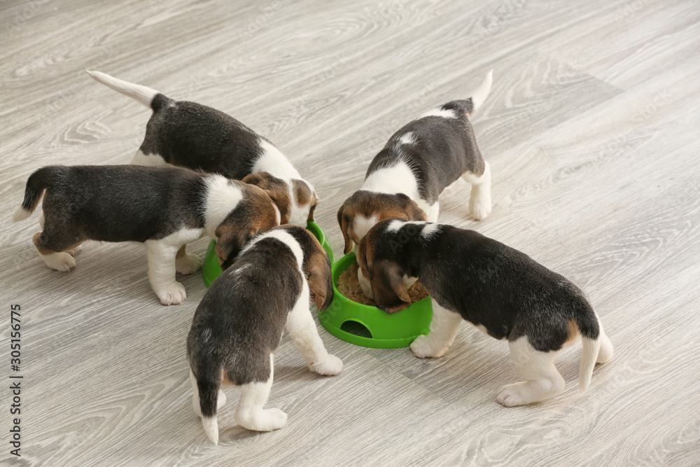 Cute beagle puppies eating food from bowls at home