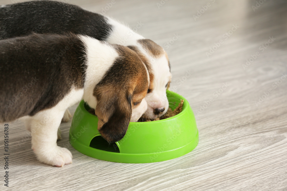 可爱的小猎犬在家吃碗里的食物