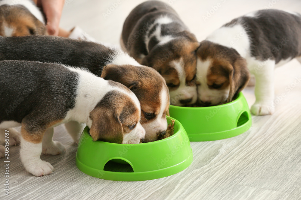 Cute beagle puppies eating food from bowls at home