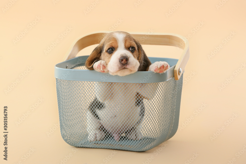 Cute beagle puppy in basket on color background