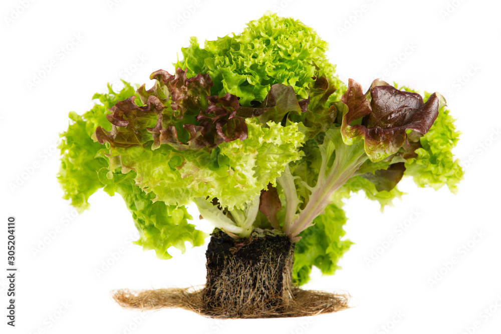 Bio-organic salad vegetables. Good for health. Diet in the white background.