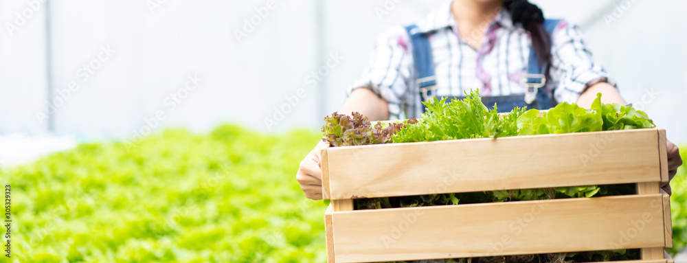 温室里的农民拿着一篮子蔬菜进行水培她正在收割蔬菜绿色沙拉