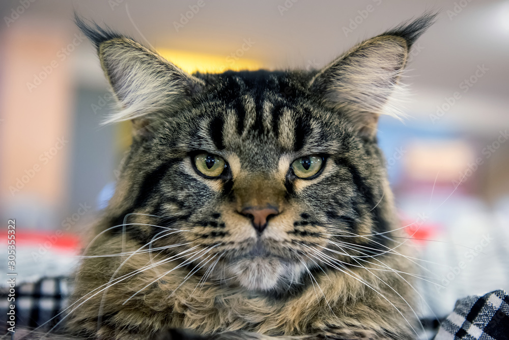 Close up Maine Coon cat portrait