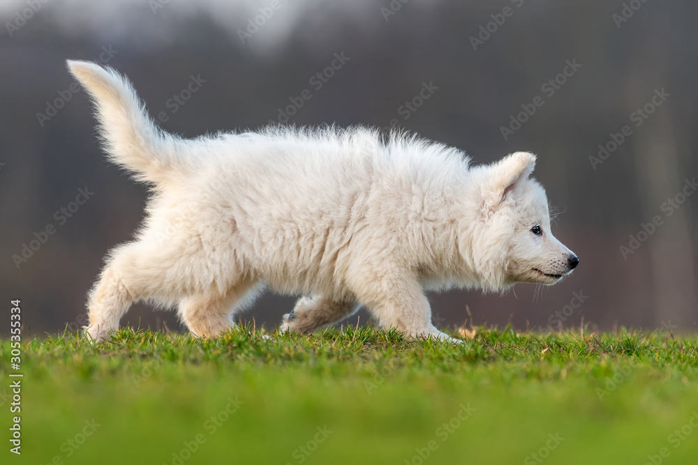 Puppy cute White Swiss Shepherd dog portrait on meadow