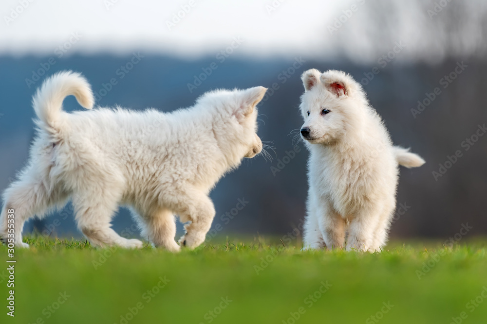 小狗可爱的白色瑞士牧羊犬在草地上的肖像