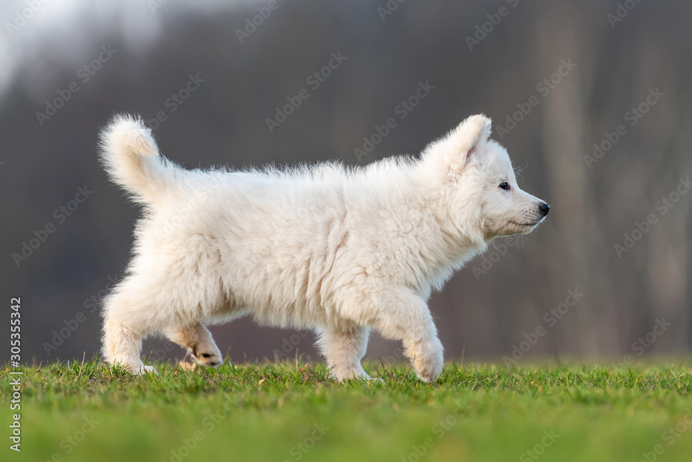 小狗可爱的白色瑞士牧羊犬在草地上的肖像