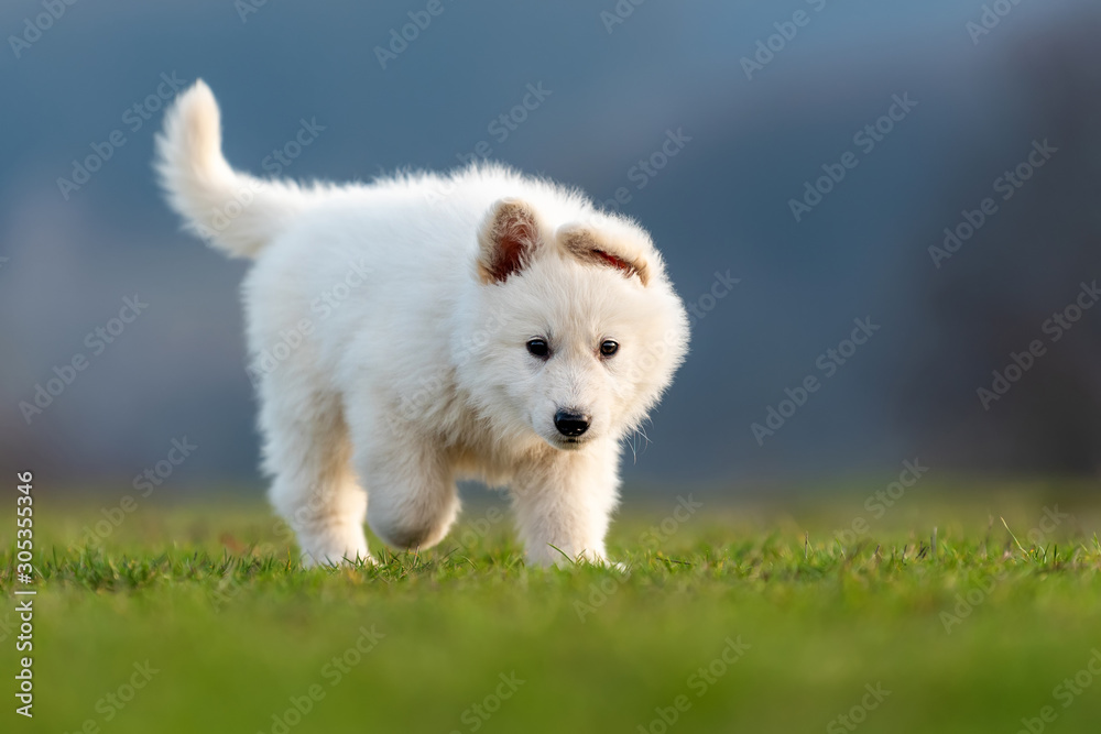 Puppy cute White Swiss Shepherd dog portrait on meadow