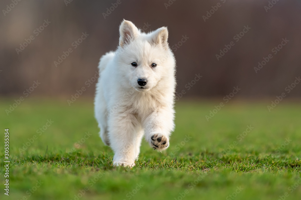 小狗可爱的白色瑞士牧羊犬在草地上的肖像