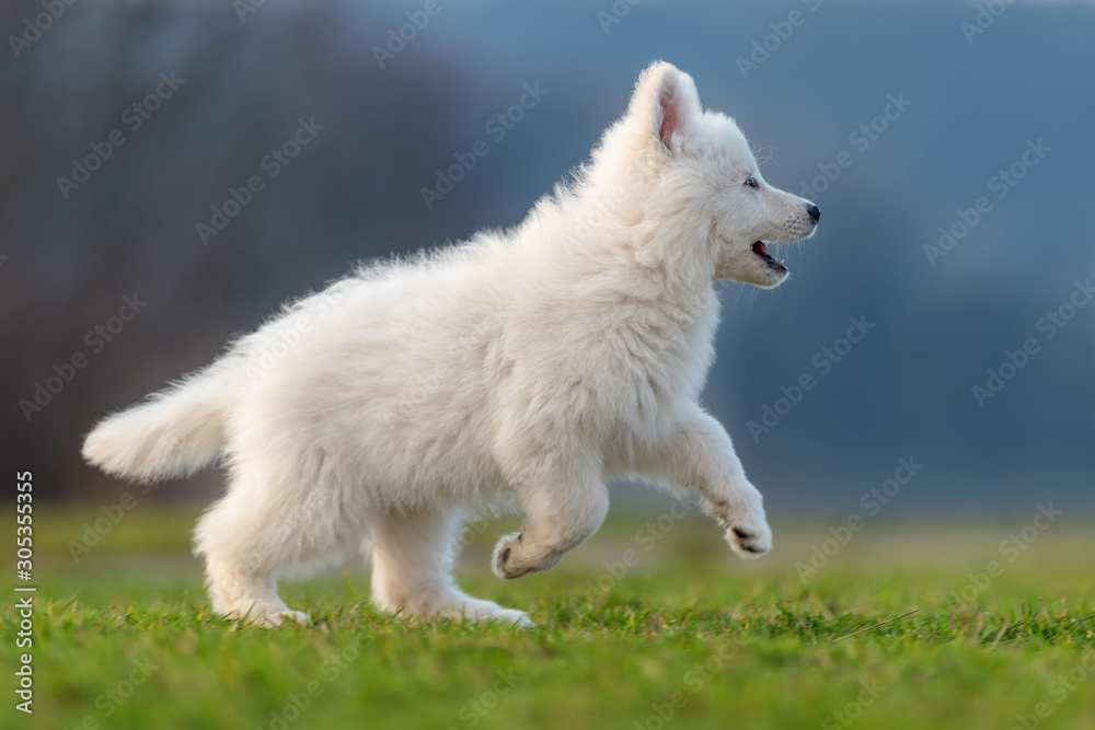 小狗可爱的白色瑞士牧羊犬在草地上的肖像