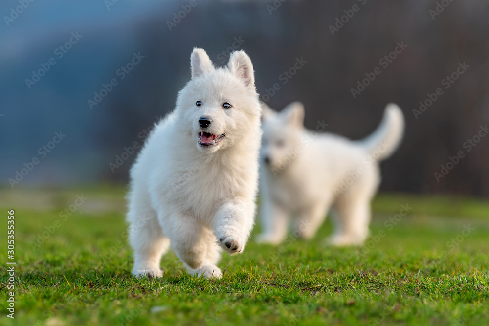 Puppy cute White Swiss Shepherd dog portrait on meadow