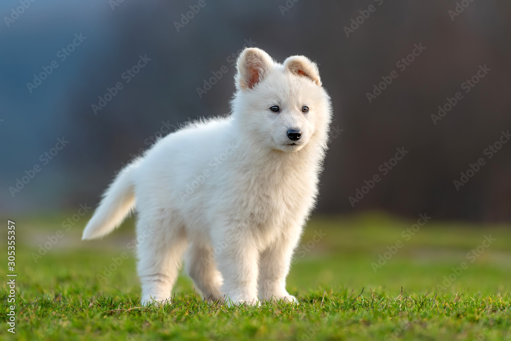 Puppy cute White Swiss Shepherd dog portrait on meadow