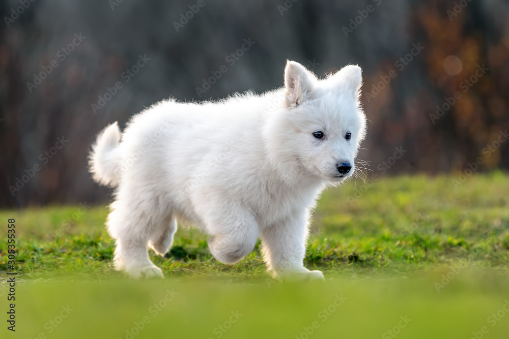 小狗可爱的白色瑞士牧羊犬在草地上的肖像