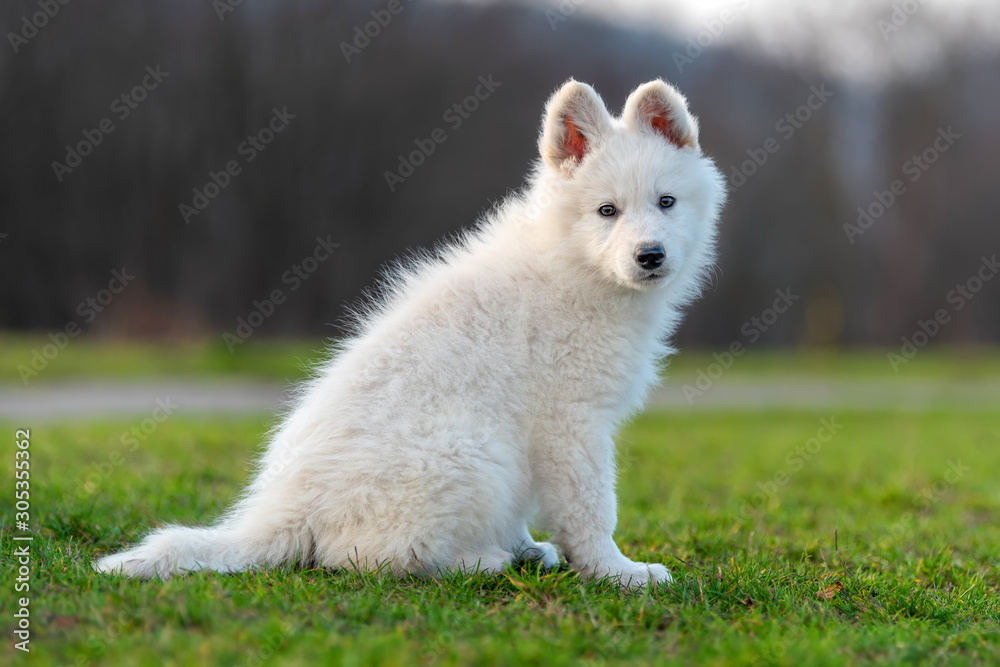 小狗可爱的白色瑞士牧羊犬在草地上的肖像