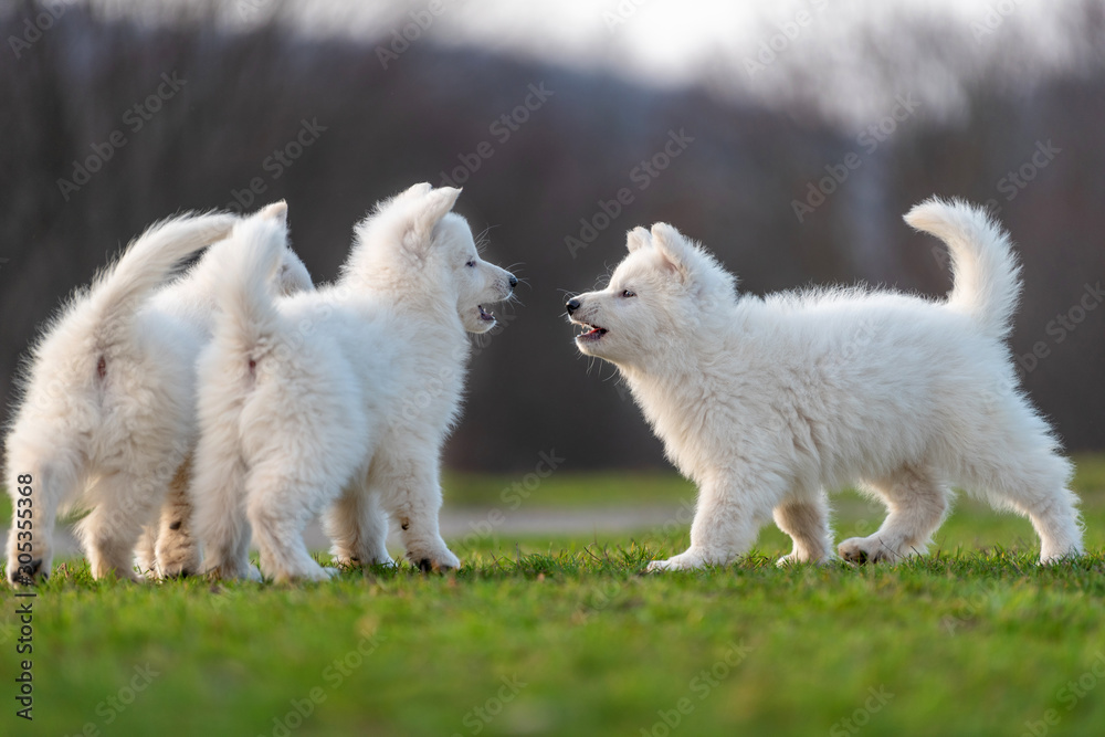 Puppy cute White Swiss Shepherd dog portrait on meadow