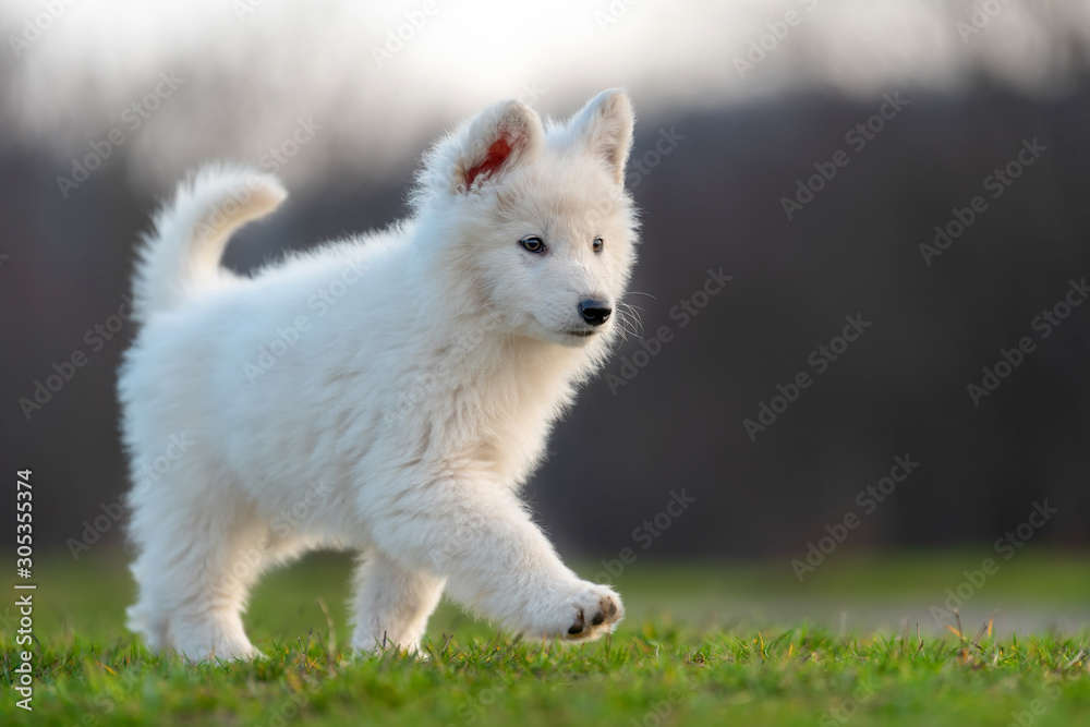 小狗可爱的白色瑞士牧羊犬在草地上的肖像