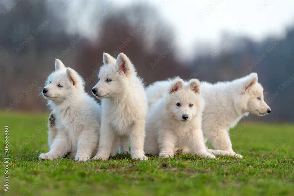 Puppy cute White Swiss Shepherd dog portrait on meadow