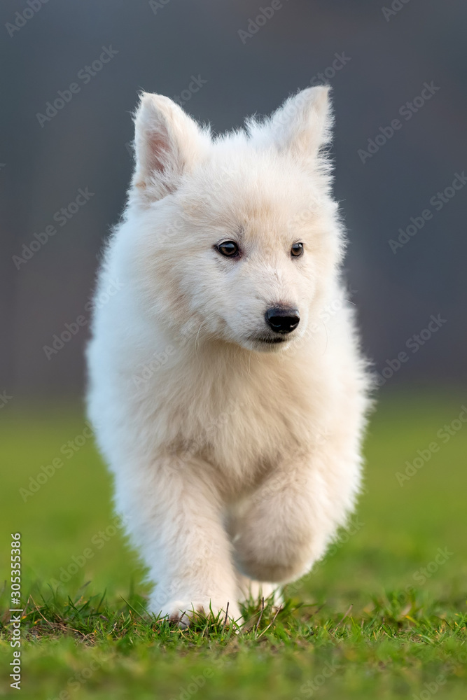 小狗可爱的白色瑞士牧羊犬在草地上的肖像