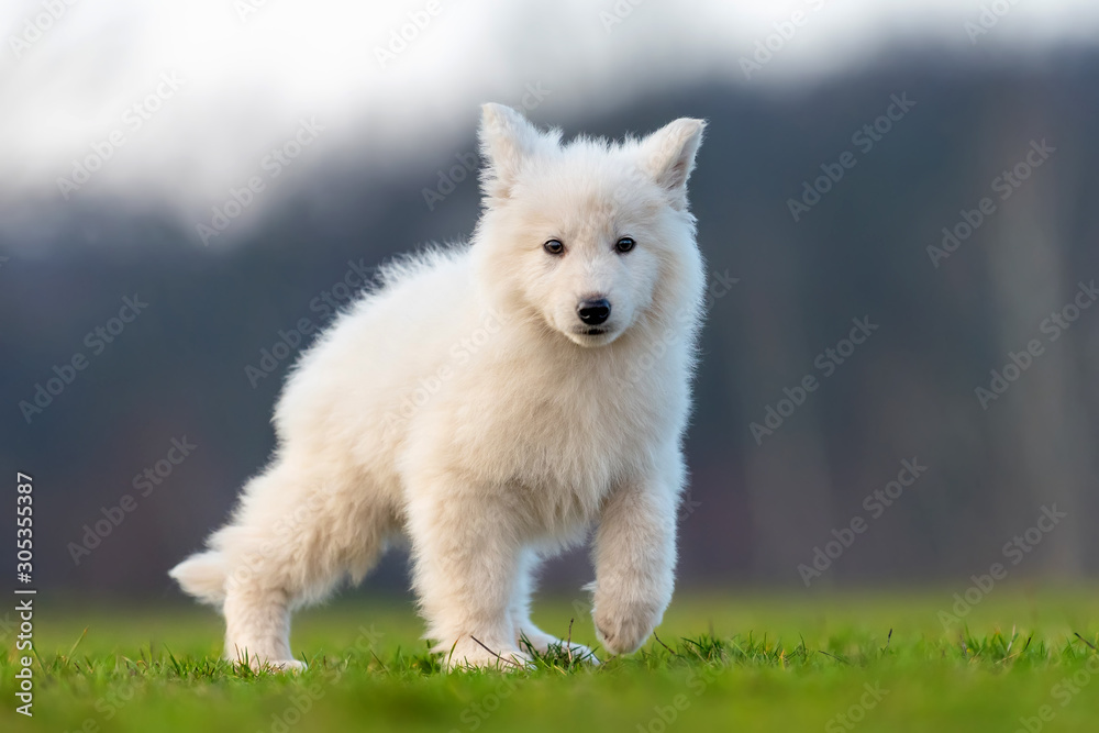 小狗可爱的白色瑞士牧羊犬在草地上的肖像