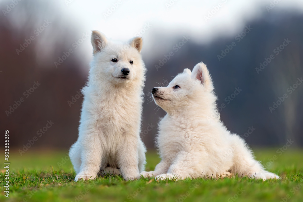 小狗可爱的白色瑞士牧羊犬在草地上的肖像