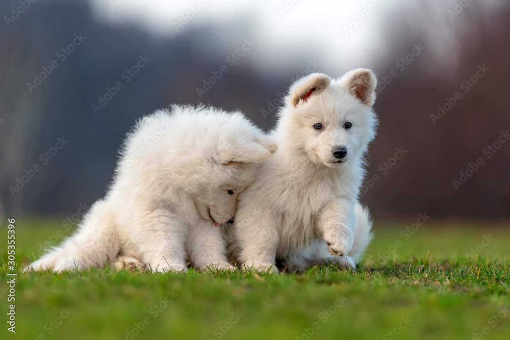 小狗可爱的白色瑞士牧羊犬在草地上的肖像