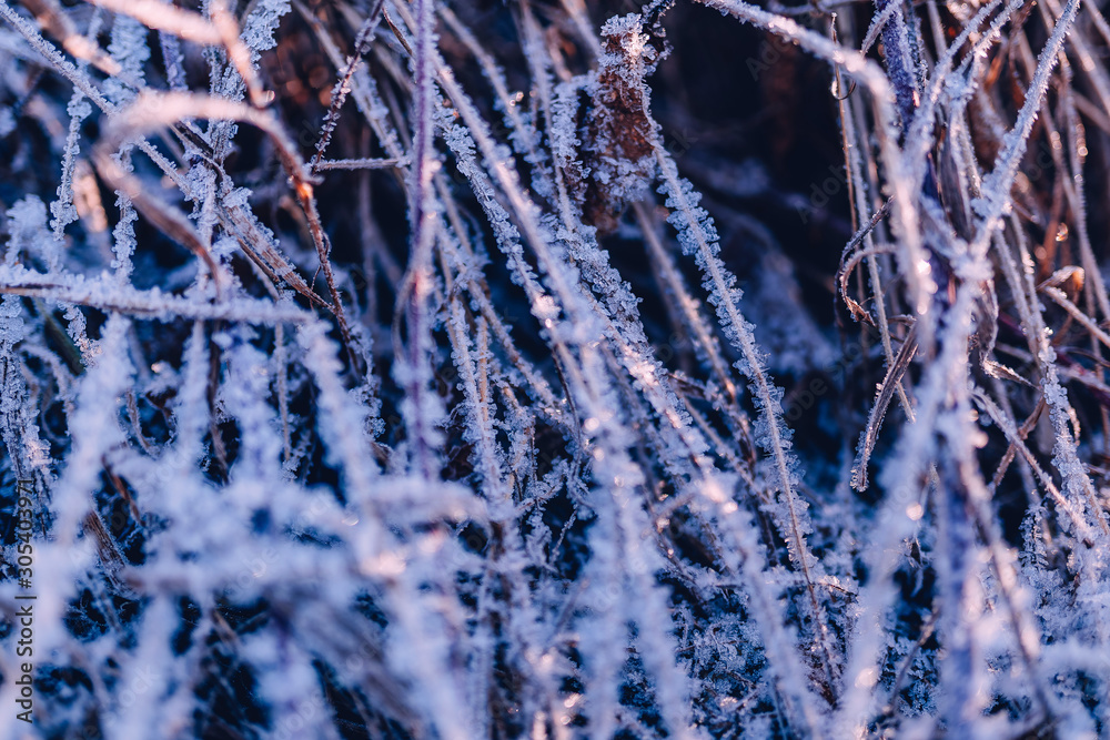 冰雪中的冬季纹理草