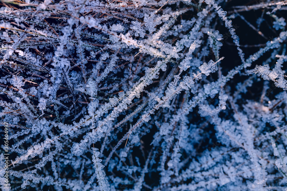 冰雪中的冬季纹理草