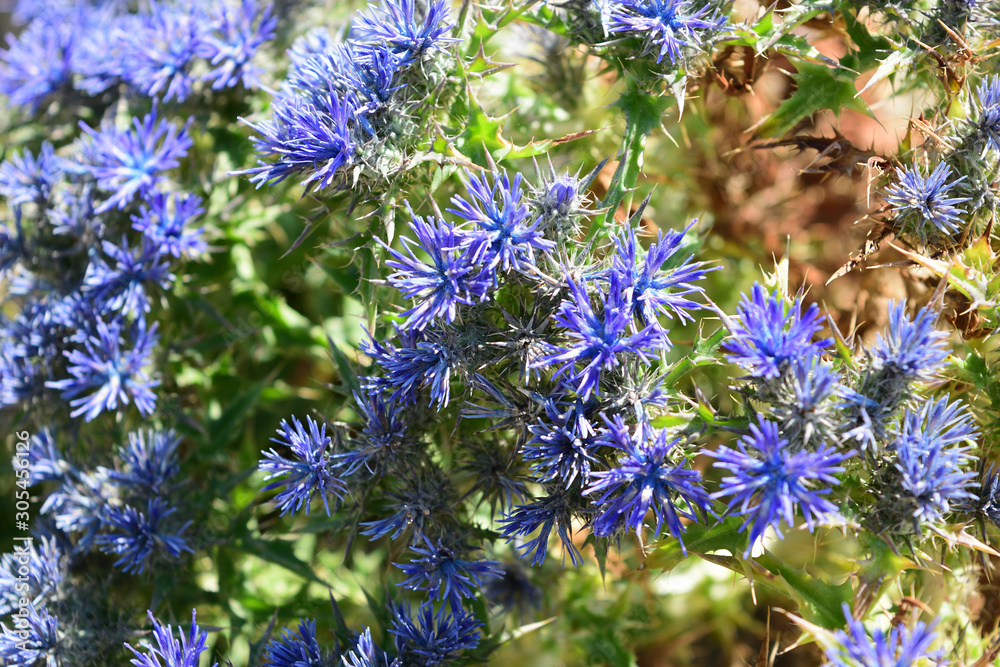 spontaneous flora on turkish aegean island Gokceada