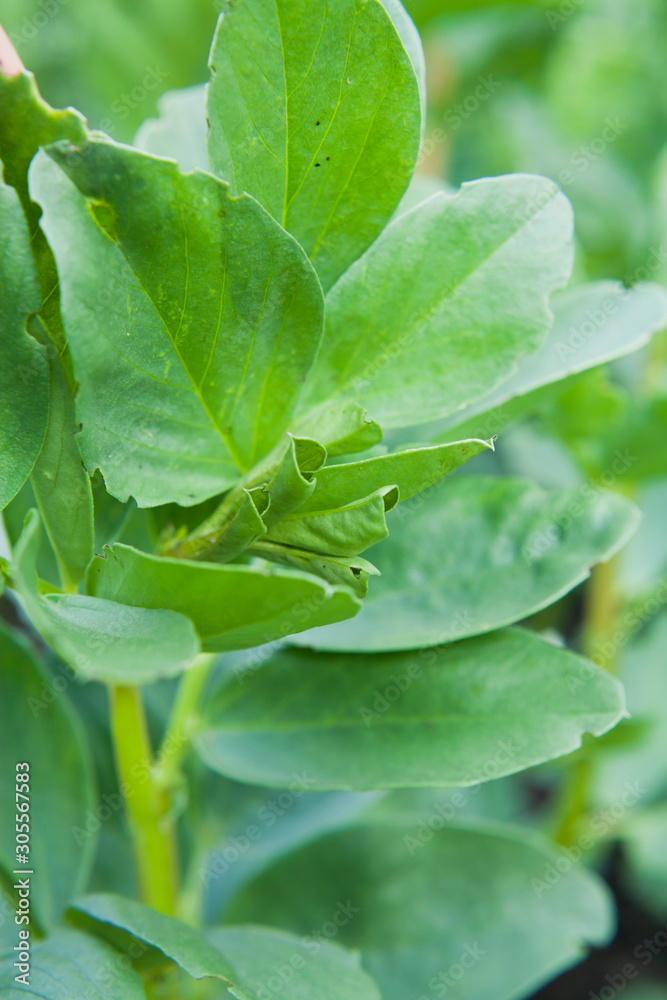 蚕豆在花园里开花和种植。