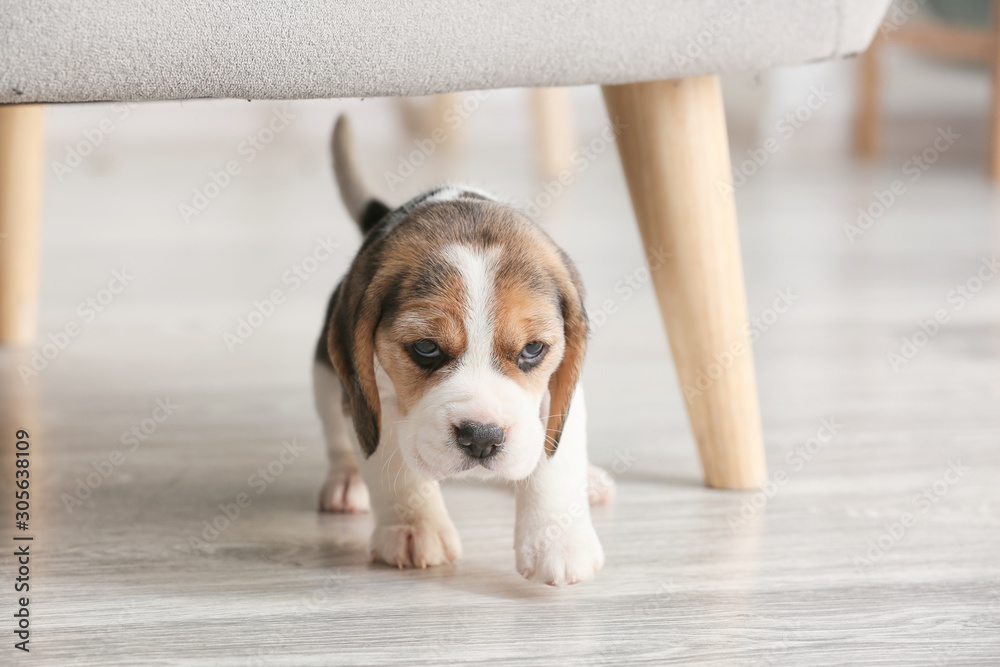 家里可爱的小猎犬