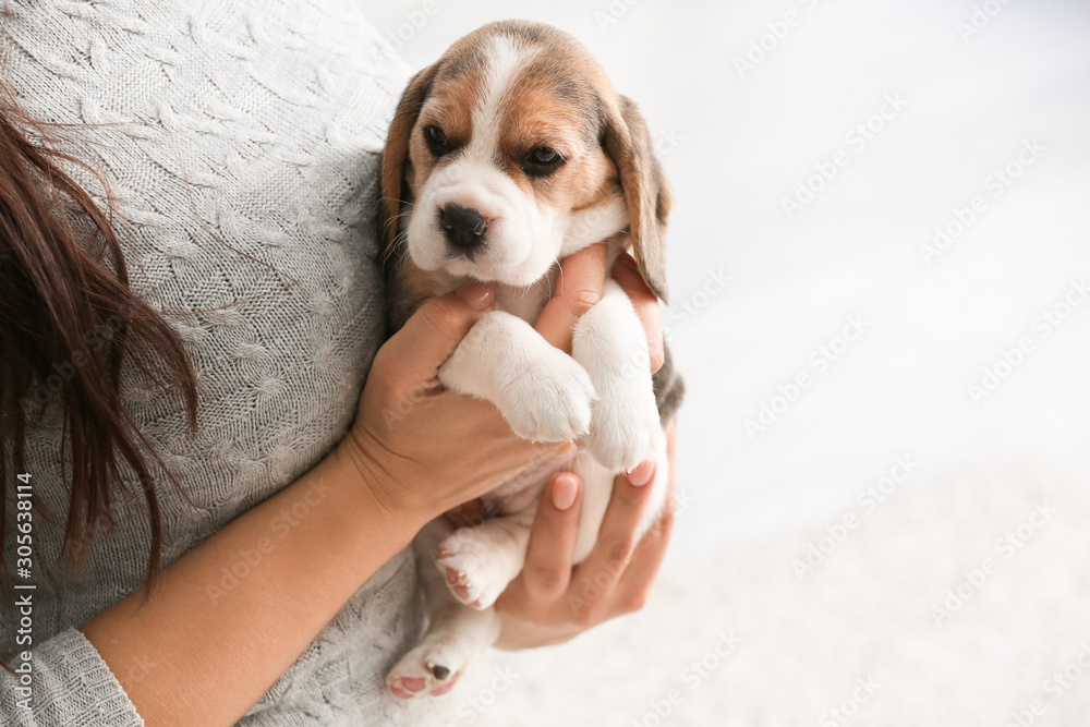 主人家里有一只可爱的小猎犬