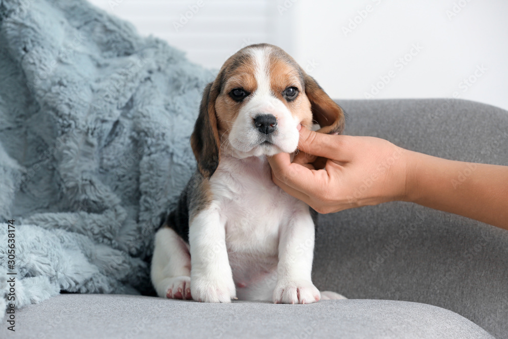 主人在家抚摸可爱的小猎犬