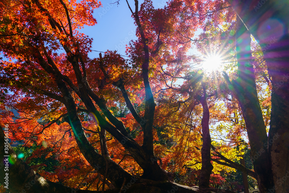 紅葉と太陽