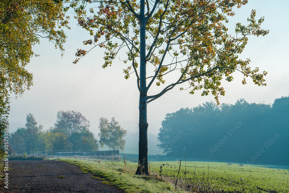 Tree in a meadow on a foggy morning