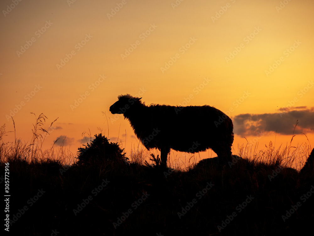 Silhouette of a sheep in a meadow at sunset