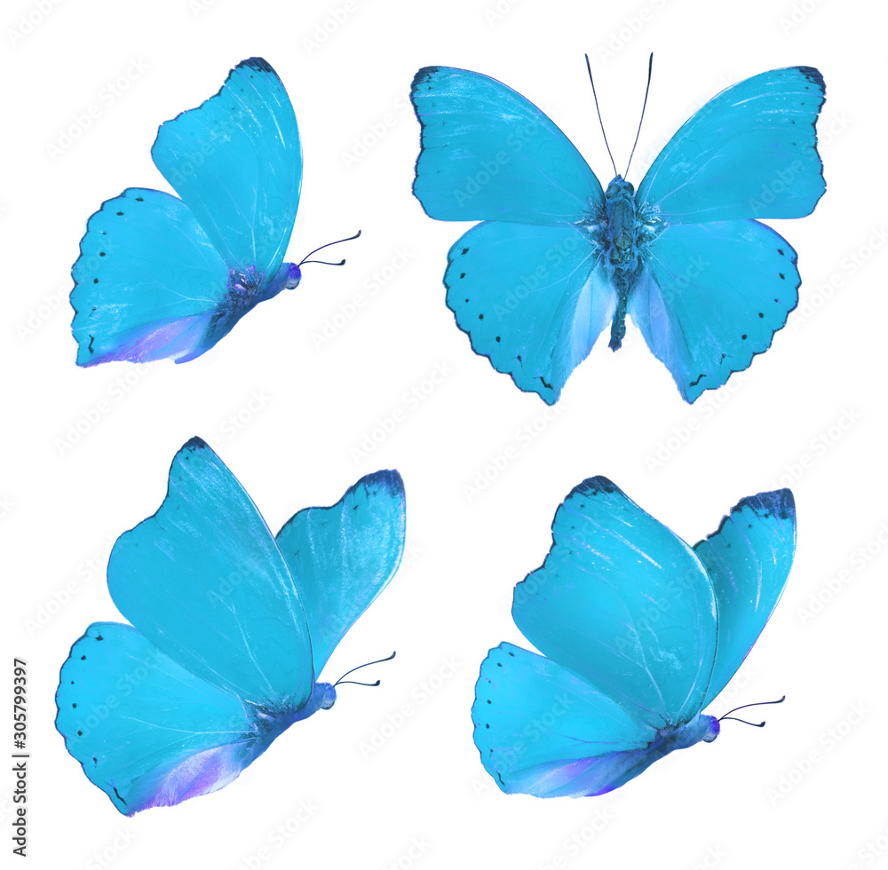 Set of four beautiful blue butterflies Cymothoe excelsa isolated on white background. Butterfly Nymp