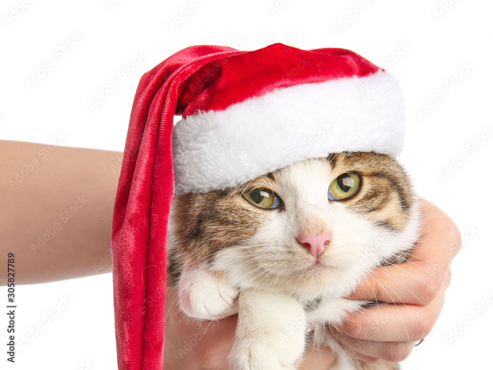 Cute funny cat in Santa hat on white background