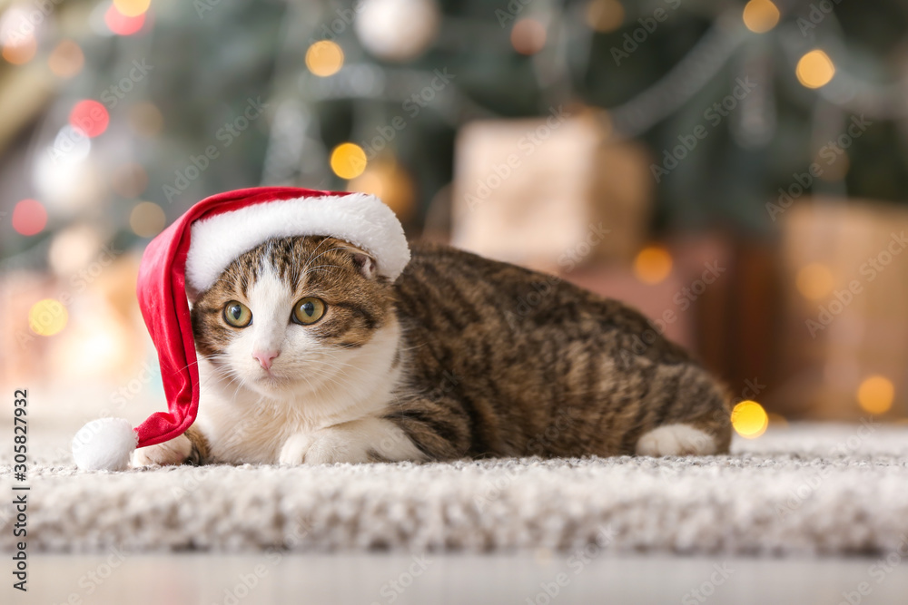 Cute funny cat in Santa hat at home