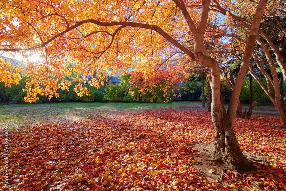 The beautiful autumn leaves scenic