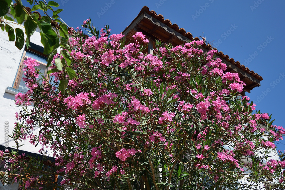 希腊村庄Zeytinlikoy（Agios Theodoros）-土耳其爱琴岛Gokceada的景色