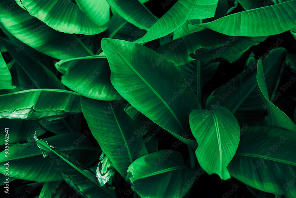 Tropical banana leaf concept, natural green banana leaf, green background in Asia and Thailand